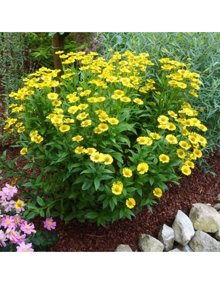 Sombrero Hellenium Dzielżan żółty