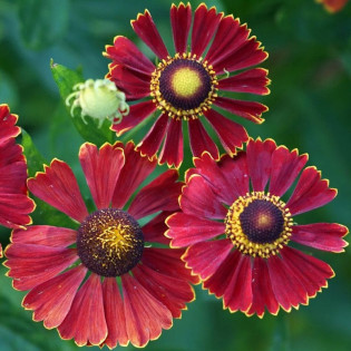 Dzielżan Helena Red Helenium autumnale