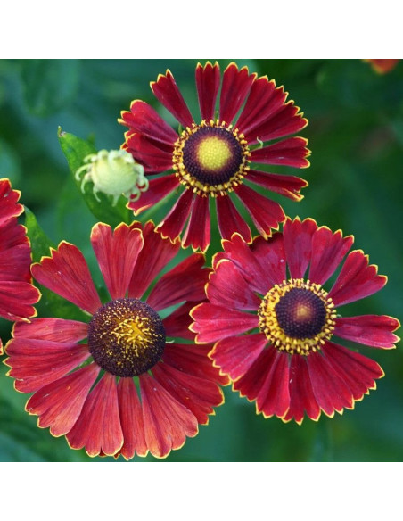 Dzielżan Helena Red Helenium autumnale