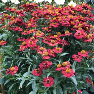 Dzielżan Helena Red Helenium autumnale 2