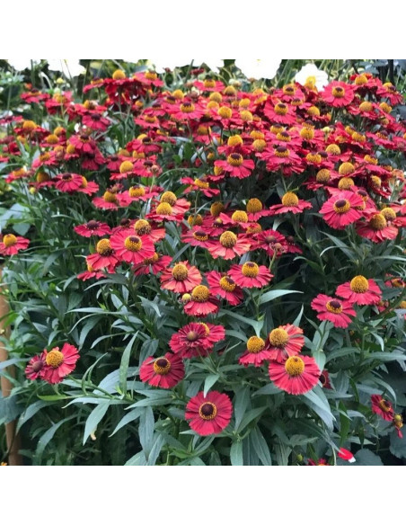 Helenium autumnale Dzielżan Helena Red