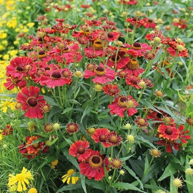Helena Red Dzielżan Helenium autumnale