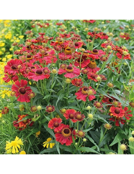 Helena Red Dzielżan Helenium autumnale