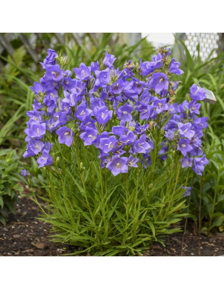 Dzwonek brzoskwiniolistny Blue Campanula persicifolia