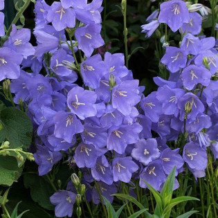 Dzwonek brzoskwiniolistny Blue Campanula persicifolia 2