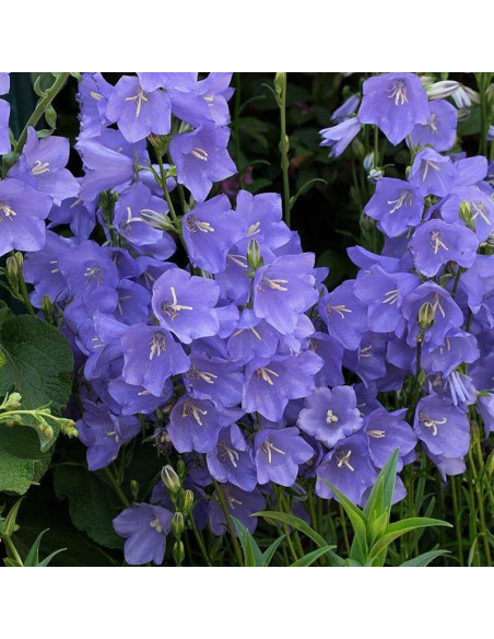 Campanula persicifolia Dzwonek brzoskwiniolistny Blue
