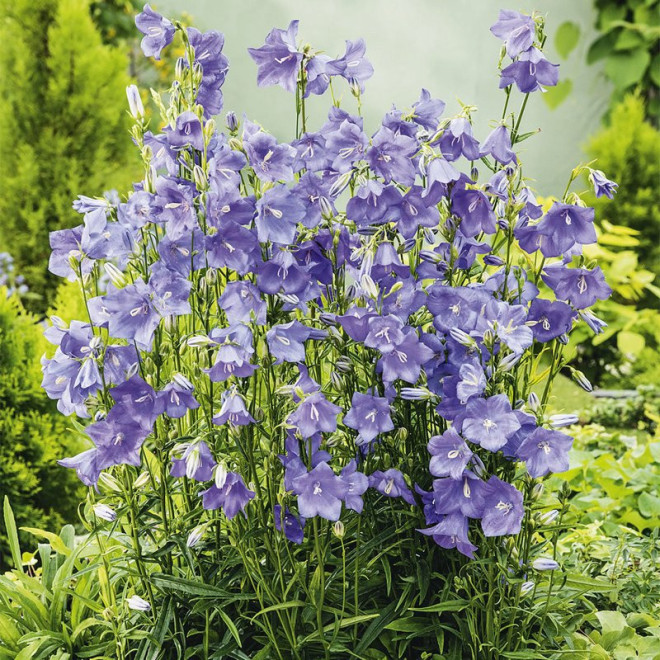 Blue Dzwonek brzoskwiniolistny Campanula persicifolia