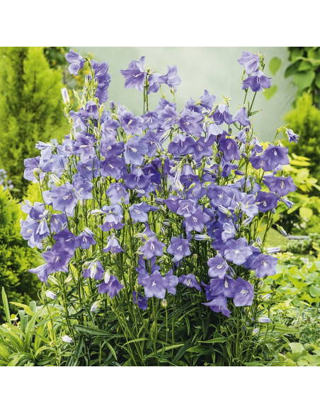 Blue Dzwonek brzoskwiniolistny Campanula persicifolia