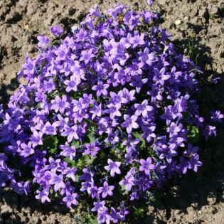 Dzwonek dalmatyński Campanula portenschlagiana