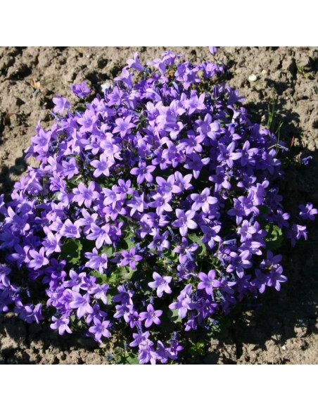 Dzwonek dalmatyński Campanula portenschlagiana