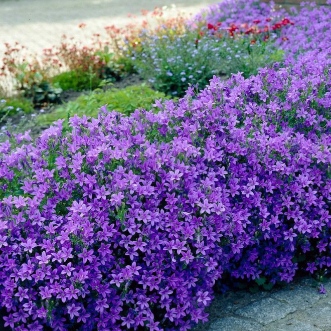 Campanula portenschlagiana Dzwonek dalmatyński