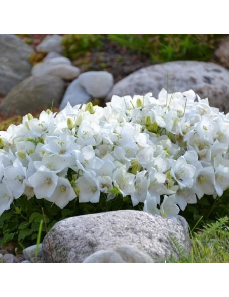 Dzwonek karpacki Weisse Clips Campanula carpatica