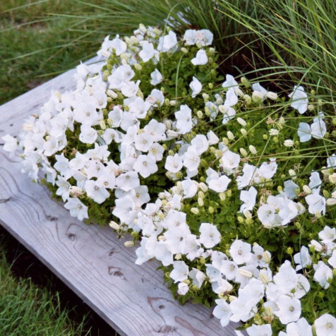 Campanula carpatica Dzwonek karpacki Weisse Clips