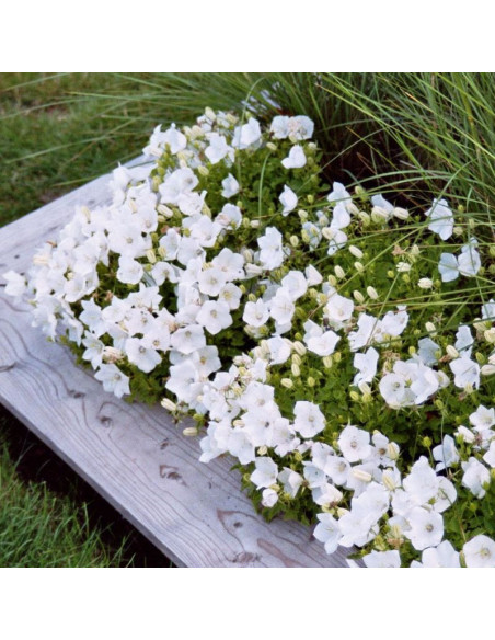Campanula carpatica Dzwonek karpacki Weisse Clips