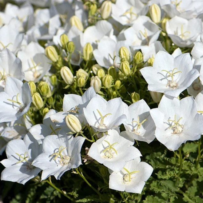 Weisse Clips Dzwonek karpacki Campanula carpatica