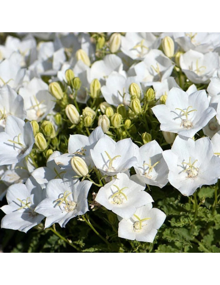 Weisse Clips Dzwonek karpacki Campanula carpatica