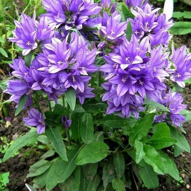 Dzwonek skupiony Superba Campanula glomerata