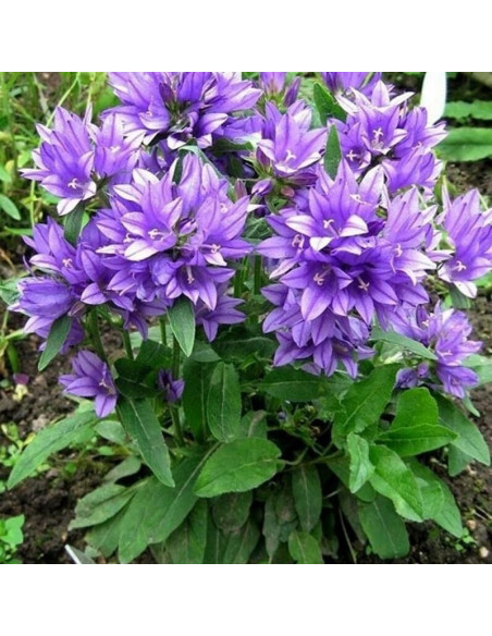Dzwonek skupiony Superba Campanula glomerata