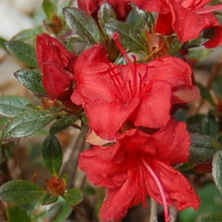 Azalia japońska Muneira Rhododendron obtusum