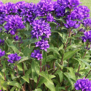 Dzwonek skupiony Superba Campanula glomerata 2