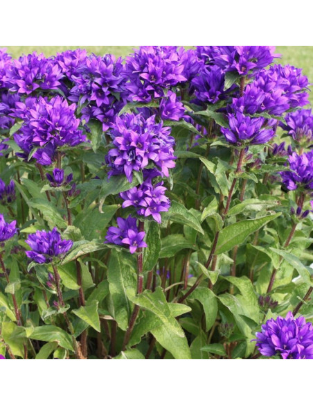 Campanula glomerata Dzwonek skupiony Superba