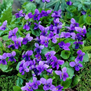 Viola odorata Fiołek wonny