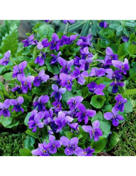 Viola odorata Fiołek wonny