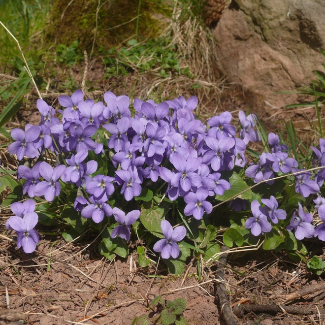 Fiołek wonny Viola odorata