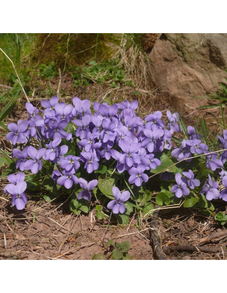 Fiołek wonny Viola odorata