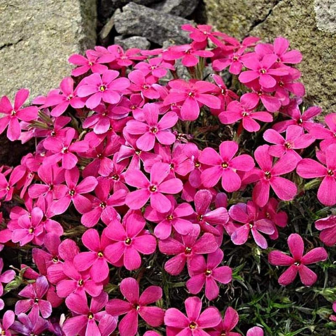 Floks Crackerjack Phlox