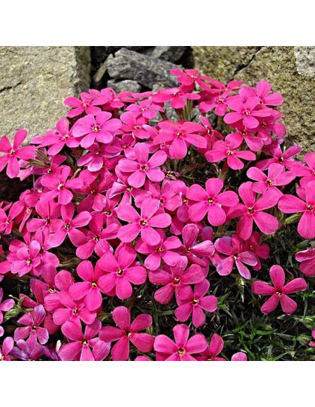 Floks Crackerjack Phlox