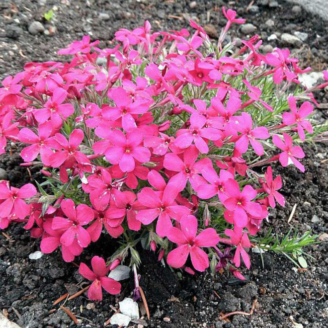 Crackerjack Floks Phlox