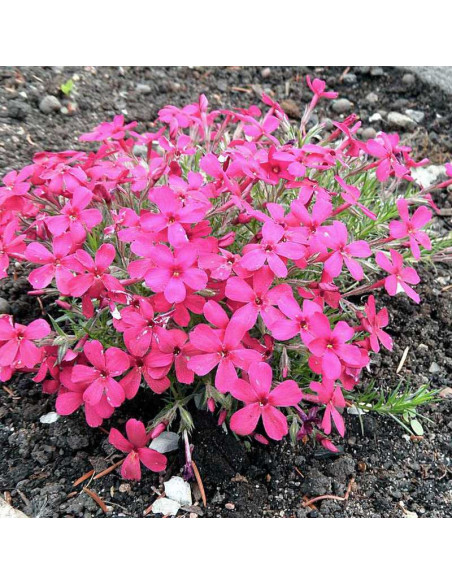 Crackerjack Floks Phlox