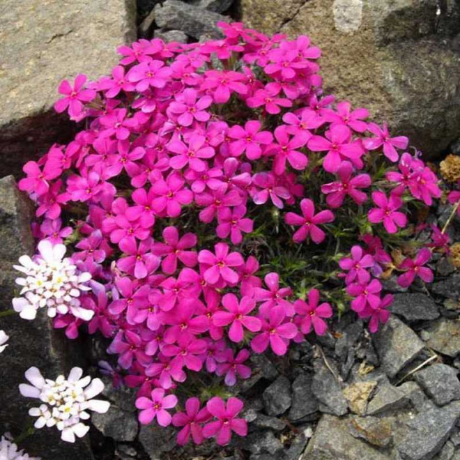 Phlox Floks Crackerjack
