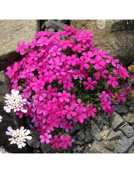 Phlox Floks Crackerjack