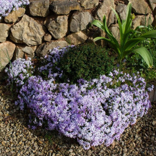Floks Emerald Cushion Blue Phlox subulata