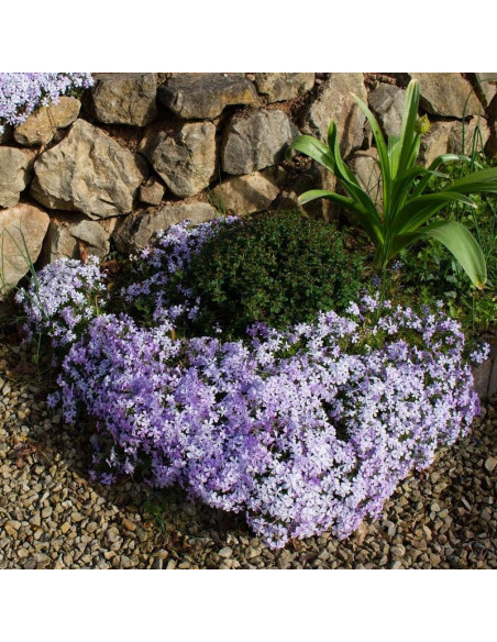 Floks Emerald Cushion Blue Phlox subulata