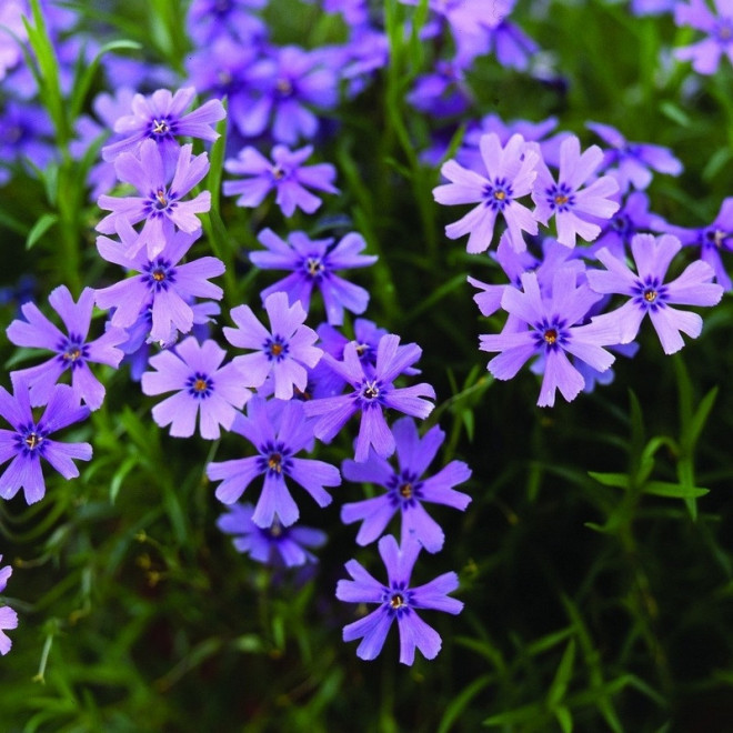Cushion Blue Floks Emerald Phlox subulata