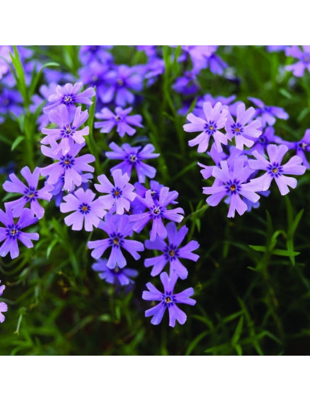 Cushion Blue Floks Emerald Phlox subulata