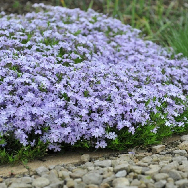 Phlox subulata Floks Emerald Cushion Blue
