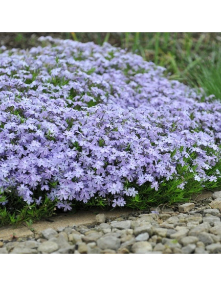 Phlox subulata Floks Emerald Cushion Blue