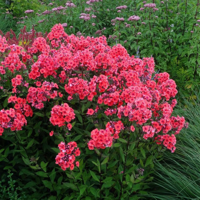 Floks Starfire Phlox paniculata