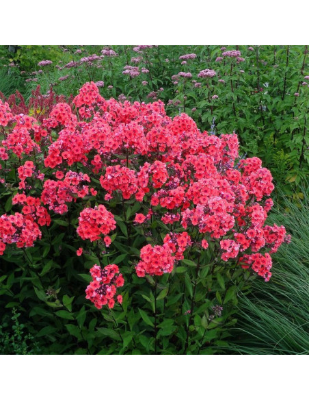 Floks Starfire Phlox paniculata