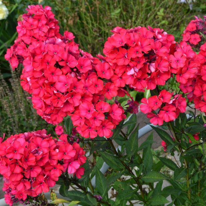 Phlox paniculata Floks Starfire