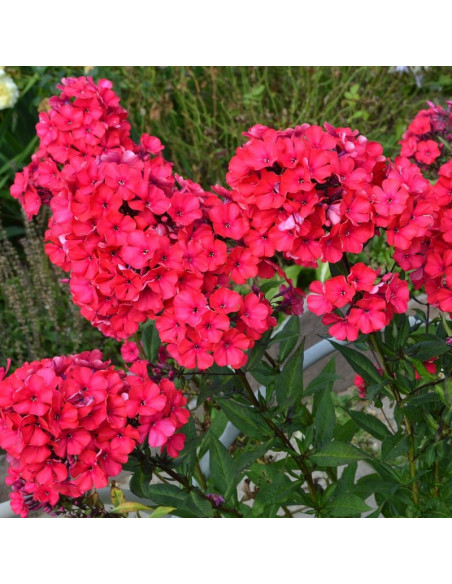 Phlox paniculata Floks Starfire