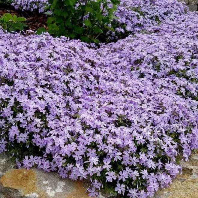 Floks szydlasty Płomyk Emerald Cushion Blue Phlox subulata