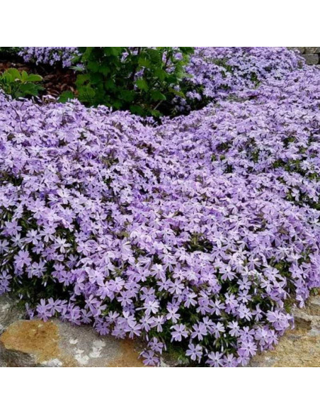 Floks szydlasty Płomyk Emerald Cushion Blue Phlox subulata