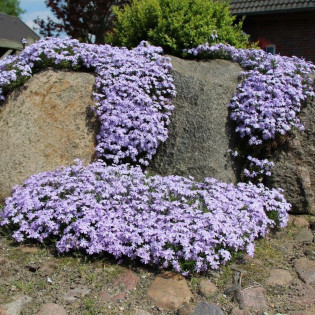 Floks szydlasty Płomyk Emerald Cushion Blue Phlox subulata 2