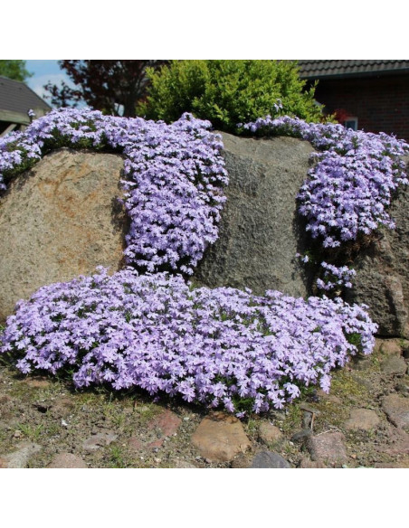 Phlox subulata Floks szydlasty Płomyk Emerald Cushion Blue
