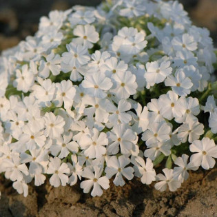 Floks White Delight Phlox subulata